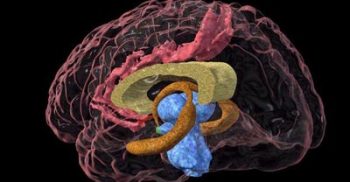 বয়ঃসন্ধিকালে অভিজ্ঞতা থেকে শেখায় মস্তিষ্ক