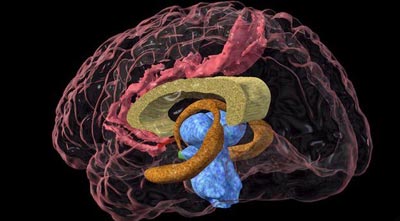 বয়ঃসন্ধিকালে অভিজ্ঞতা থেকে শেখায় মস্তিষ্ক