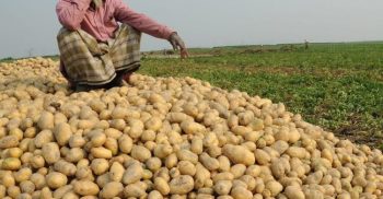 আলু’র বাম্পার ফলনের পরেও বিপাকে কৃষক !