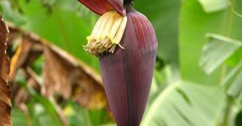 গর্ভবতীদের নিয়মিত খাওয়া উচিৎ কলার মোচা