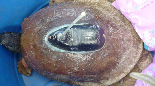 সুন্দরবনে স্যাটেলাইট ট্রান্সমিটার সিস্টেমসহ কচ্ছপ নিখোঁজ