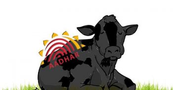 গরুকে জাতীয় পরিচয়পত্র দেয়ার প্রস্তাব ভারতের!