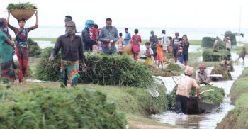 ৫০ লাখ হাওরবাসী তীব্র খাদ্যঝুঁকির মুখে