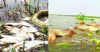 হাওরে মরেছে হাজার মেট্রিক টন মাছ, ৪ হাজার হাঁস