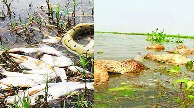 হাওরে মরেছে হাজার মেট্রিক টন মাছ, ৪ হাজার হাঁস