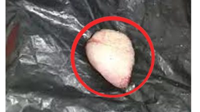 ধর্ষণচেষ্টায় বখাটের জিভ কেটে নিলেন গৃহবধূ