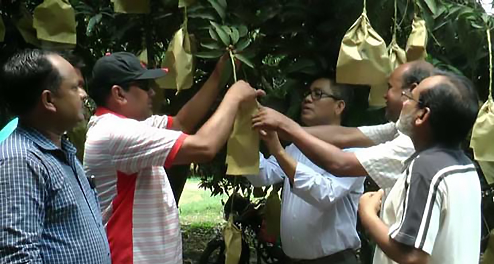 মেহেরপুরের হিমসাগর আম রপ্তানী হবে ইউরোপের ৮ দেশে