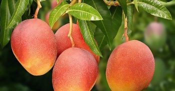 যেভাবে রাসায়নিক মুক্ত আম চিনবেন