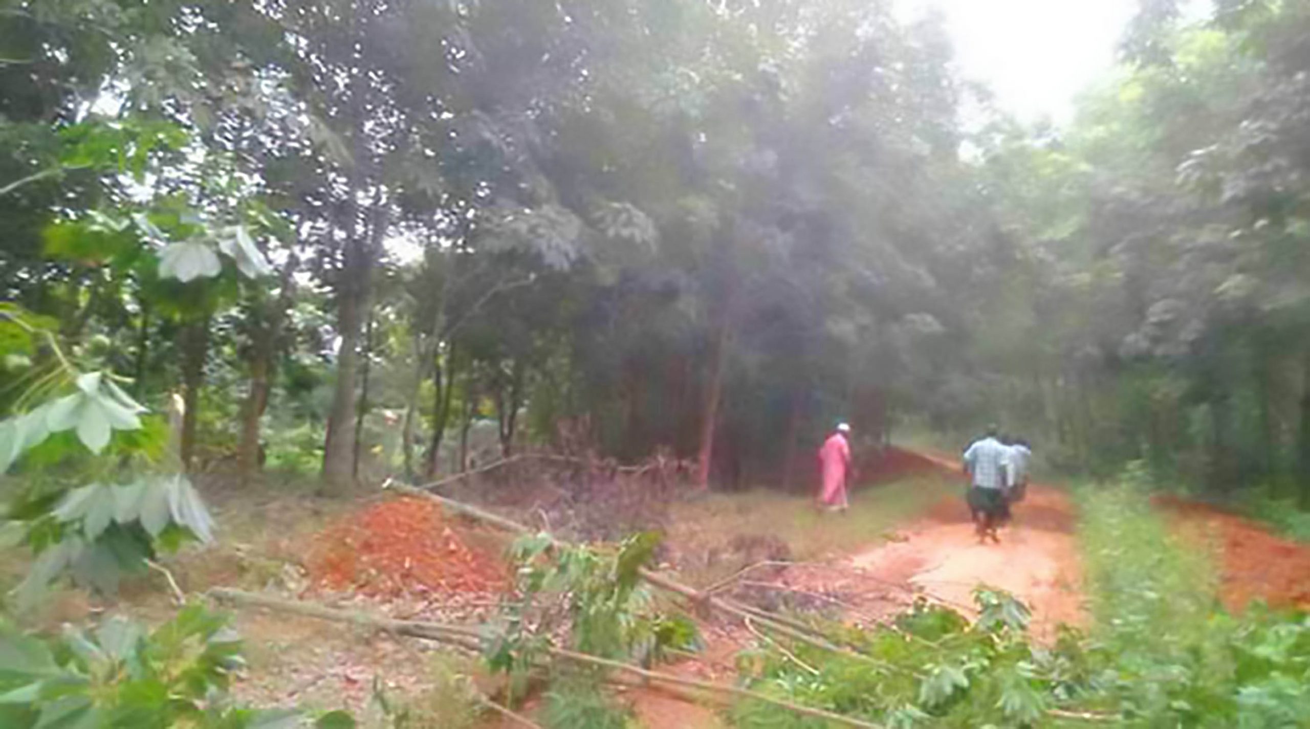 চাঁদা দিতে রাজি না হওয়ায় রামগড়ে দুই শতাধিক গাছ কেটে দিল সন্ত্রাসীরা