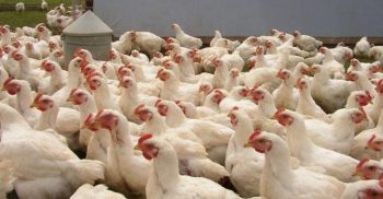 কমেছে ব্রয়লার মুরগির ও চিনি দাম