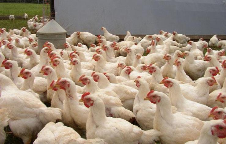 কমেছে ব্রয়লার মুরগির ও চিনি দাম