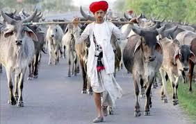 গরুর মাংস খাওয়ার অধিকার সবারই  আছে: ভারতীয় মন্ত্রী