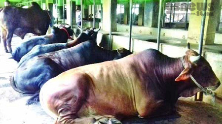 ঈদুল আজহাকে সামনে রেখে গরু মোটাতাজাকরণ নিয়ে ব্যস্ত খামারিরা