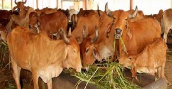 ছত্তিশগড়ে বিজেপি নেতার গোশালায় অনাহারে মারা গেল ২০০টি গরু