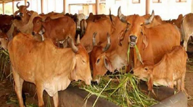 ছত্তিশগড়ে বিজেপি নেতার গোশালায় অনাহারে মারা গেল ২০০টি গরু