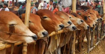 ক্যামেরা দেখলেই ৫ লাখের গরু ১০ লাখ