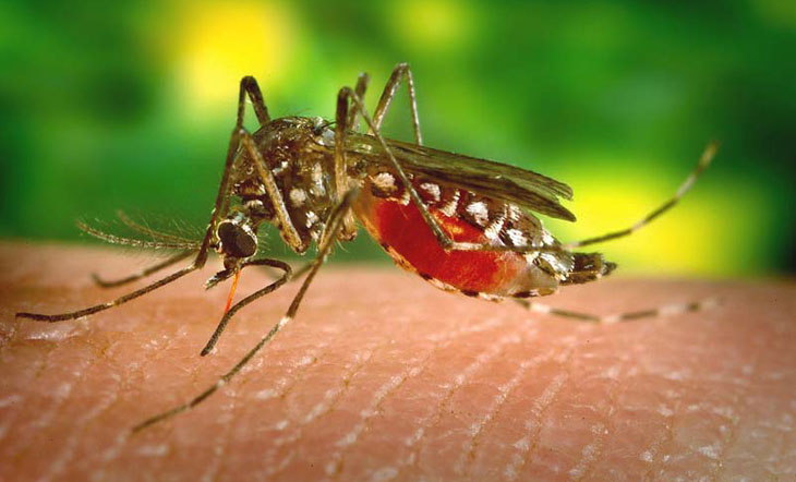 বদলে যাচ্ছে ডেঙ্গুর লক্ষ্য