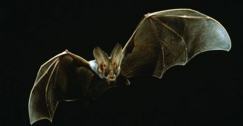 যে কারণে কাঁচের জানালায় আছড়ে পড়ে বাদুড়