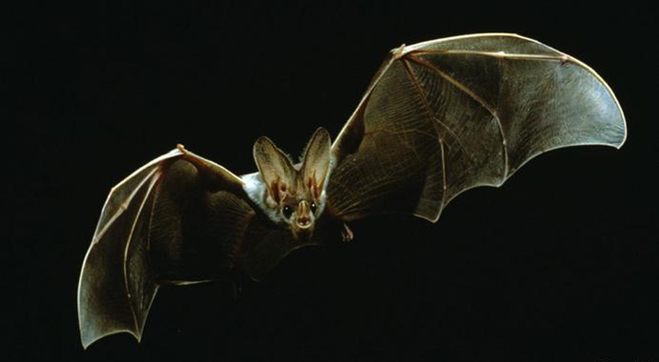 যে কারণে কাঁচের জানালায় আছড়ে পড়ে বাদুড়