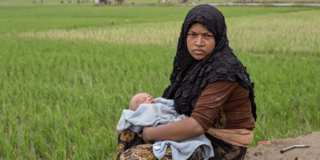 ধানক্ষেতে সন্তান জন্ম দিচ্ছে রোহিঙ্গা মা-বোনেরা : এক তরুণের করুণ চিঠি