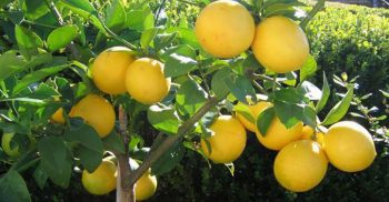 ধ্বংস করা হচ্ছে ৫ লাখ কেজি মাল্টা-আপেল