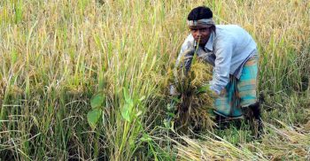 অর্জিত হচ্ছে না লক্ষ্যমাত্রা, ফেনীতে আমনে ক্ষতি ৩০ কোটি