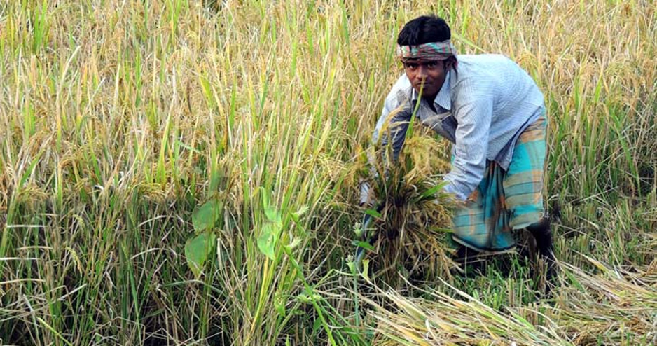 অর্জিত হচ্ছে না লক্ষ্যমাত্রা, ফেনীতে আমনে ক্ষতি ৩০ কোটি