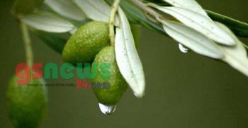 ডায়াবেটিস নিয়ন্ত্রণ করবে জলপাই পাতা!