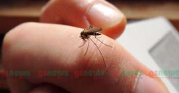 জেনে নিন মশা তাড়ানোর ৮টি সহজ ও কার্যকরী উপায়