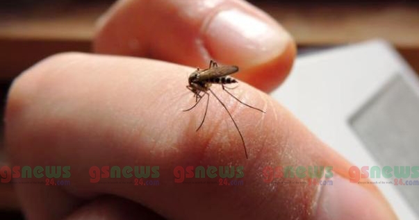 জেনে নিন মশা তাড়ানোর ৮টি সহজ ও কার্যকরী উপায়