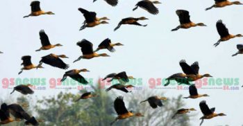 মানুষের খাদ্যে পরিণত হয়েছে সাইপ্রাসের সামরিক ঘাঁটির আড়াই লাখ গায়কপাখি