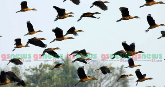 মানুষের খাদ্যে পরিণত হয়েছে সাইপ্রাসের সামরিক ঘাঁটির আড়াই লাখ গায়কপাখি