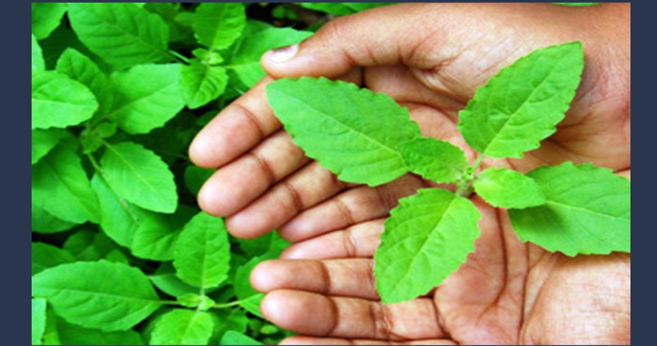 নিয়মিত তুলসী পাতা খাওয়া শুরু করলে কি হয়?