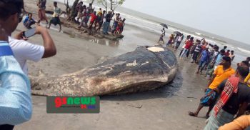 কুয়াকাটা সৈকতে বিশালাকৃতির তিমি