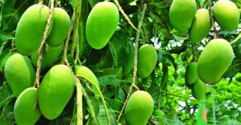 রাজশাহী অঞ্চলে ৬ লাখ মেট্রিক টন আমের ফলনের আশা