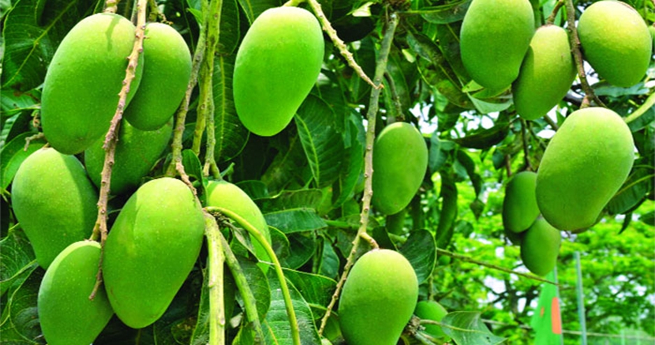 রাজশাহী অঞ্চলে ৬ লাখ মেট্রিক টন আমের ফলনের আশা