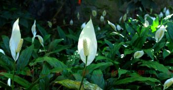 বাড়িতে যে গাছ রাখলে হয়ত ফিরে আসতে পারে সৌভাগ্য