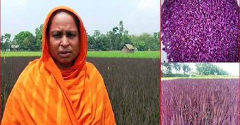 গাইবান্ধায় বেগুনী ধান নিয়ে তোলপাড়, পাহারায় গ্রাম পুলিশ !