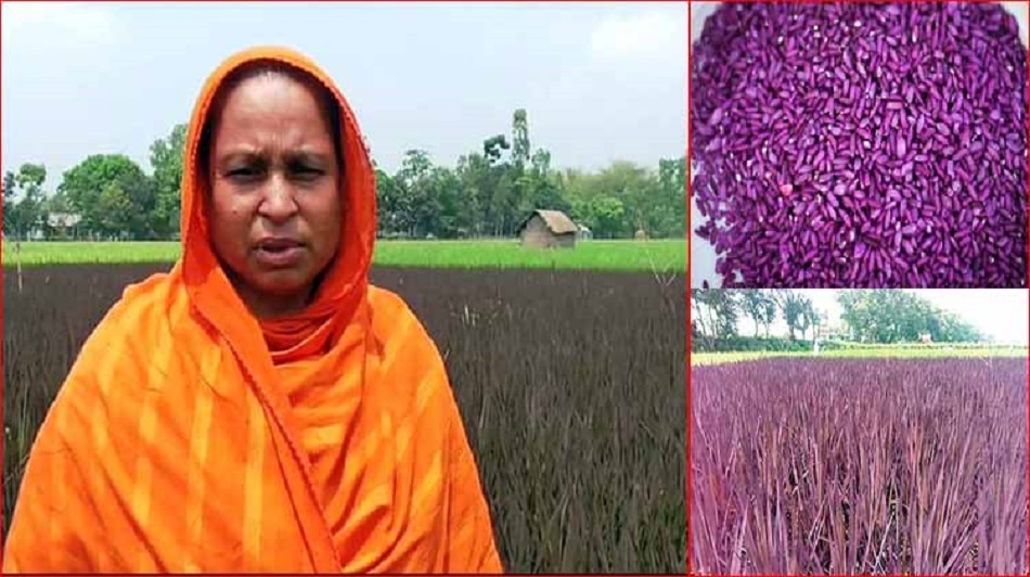 গাইবান্ধায় বেগুনী ধান নিয়ে তোলপাড়, পাহারায় গ্রাম পুলিশ !