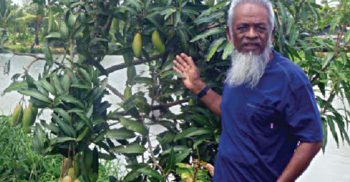 রাজশাহীর আম সোনাগাজীতে