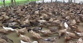 হাঁস পালন করে যেভাবে বদলে গেল সম্রাট