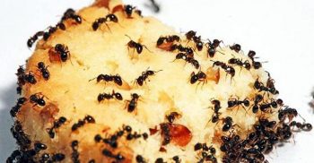 পিঁপড়া তাড়াবেন যেভাবে