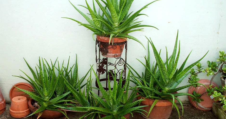 উপকারী অ্যালোভেরা হবে টবেই