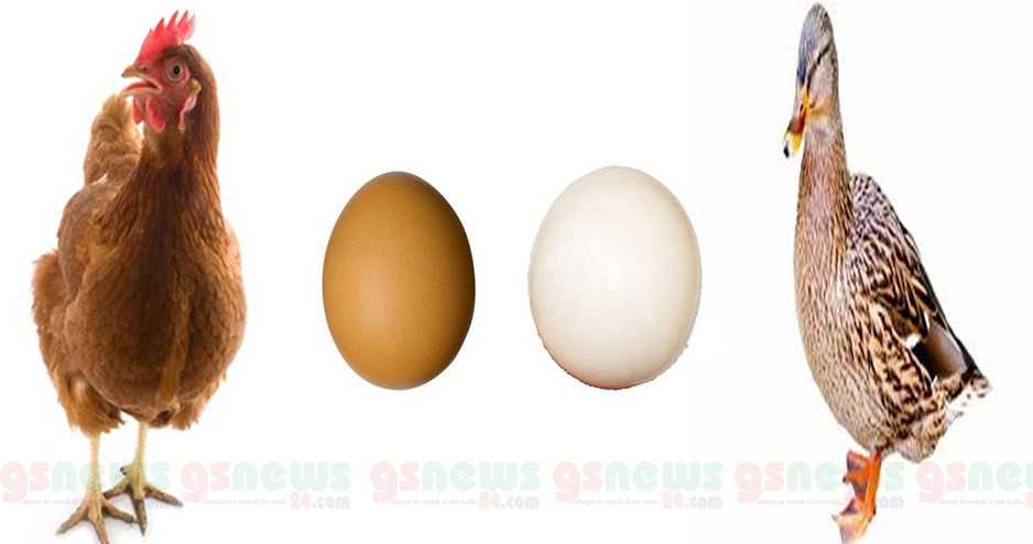 হাঁস না মুরগির ডিমে বেশি পুষ্টিকর?