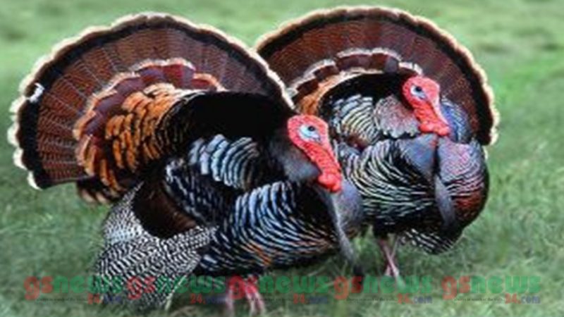 বাংলাদেশে উদিয়মান টার্কি শিল্প অচিরেই সরকারি হস্তক্ষেপ হতে চলেছে