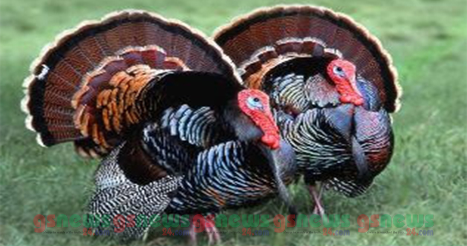 বাংলাদেশে উদিয়মান টার্কি শিল্প অচিরেই সরকারি হস্তক্ষেপ হতে চলেছে