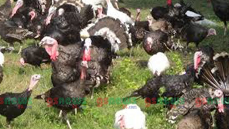 টার্কি পালনে সফল নাছির উদিন