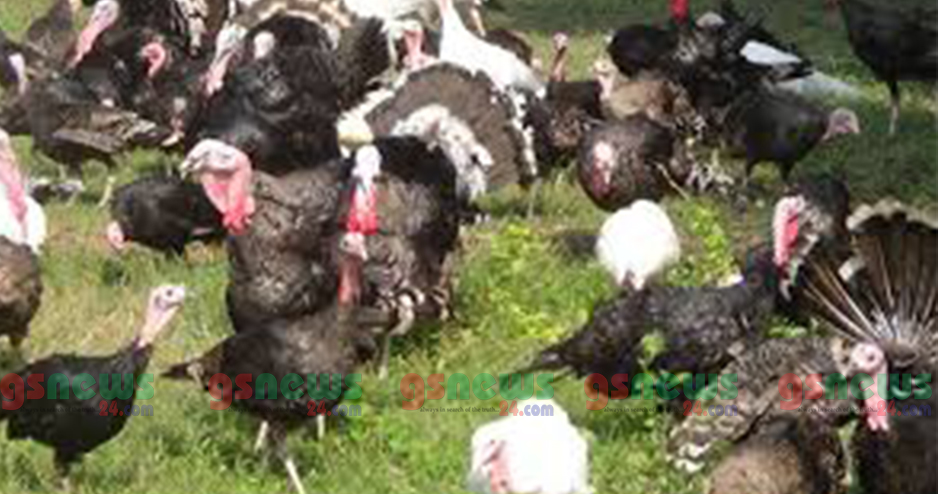 টার্কি পালনে সফল নাছির উদিন