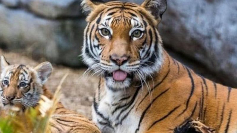 সুন্দরবনে বাঘের সংখ্যা কত?