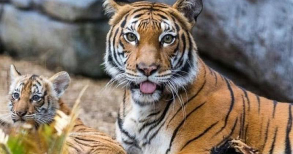 সুন্দরবনে বাঘের সংখ্যা কত?